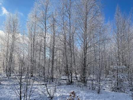 A tranquil winter forest blanketed in fresh, untouched snow. Frost-covered trees stand tall, creating a serene and magical atmosphere.の写真素材