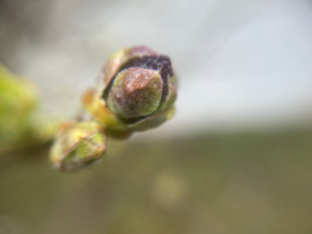 A collection of stunning images showing delicate spring buds emerging on tree branches.