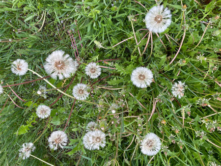 Close-up of white dandelion flowers and green leaves after rainfall. Natural texture, moisture, and lush foliage create a serene atmosphere.の写真素材