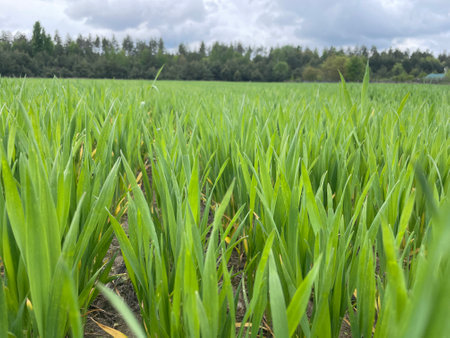 Wide green grass field stretching into the distance under a clear blue sky.の写真素材