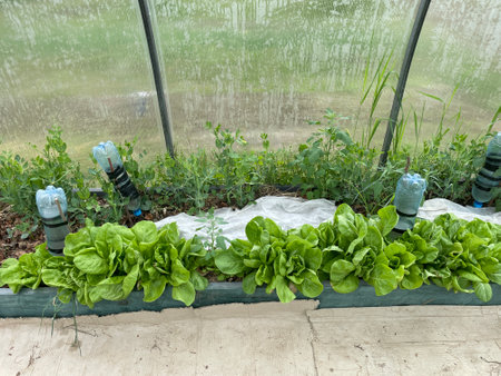 Close-up of fresh green lettuce plants growing in a well-maintained garden bed during springtime.の写真素材