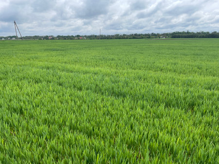 Wide green grass field stretching into the distance under a clear blue sky.の写真素材