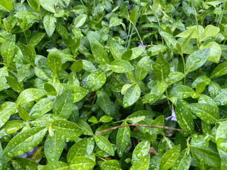 Close-up of vibrant green plant leaves covered with raindrops after a fresh rainfall. Natural texture, moisture, and lush foliage create a serene atmosphere.の写真素材