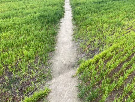 Wide green grass field stretching into the distance under a clear blue sky.の写真素材