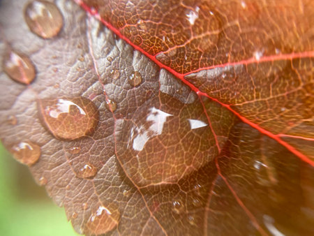 Close-up of vibrant plant leaves covered with raindrops after a fresh rainfall. Natural texture, moisture, and lush foliage create a serene atmosphere.の写真素材
