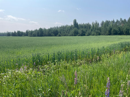 A lush green field in a peaceful countryside village during summertime.の写真素材