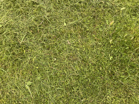 Close-up texture of freshly mowed green grass, showing even blades and a neat lawn surface.の写真素材