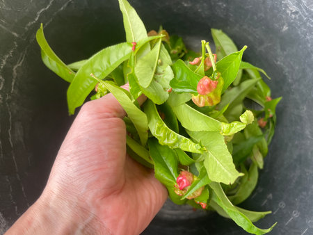Close-up of tree leaves affected by a parasitic disease, showing visible spots, discoloration, and fungal growth.の写真素材