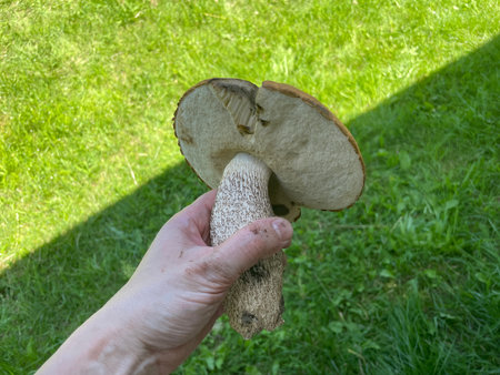A large orange-cap boletus mushroom, leccinum aurantiacum, freshly discovered in the wild forest.の写真素材