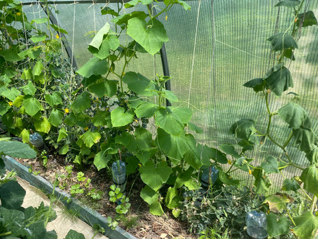 Various fresh vegetables growing inside a greenhouse, thriving in a controlled environment.の写真素材