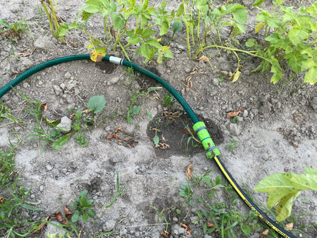 Close-up of two garden watering hoses connected with a plastic or metal fitting.の写真素材