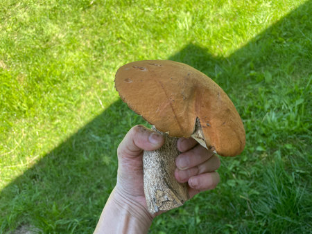 A large orange-cap boletus mushroom, leccinum aurantiacum, freshly discovered in the wild forest.の写真素材
