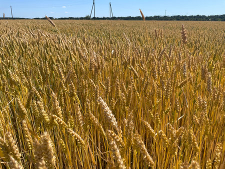 A field of young wheat sprouts growing evenly under natural sunlight in springtime.の写真素材