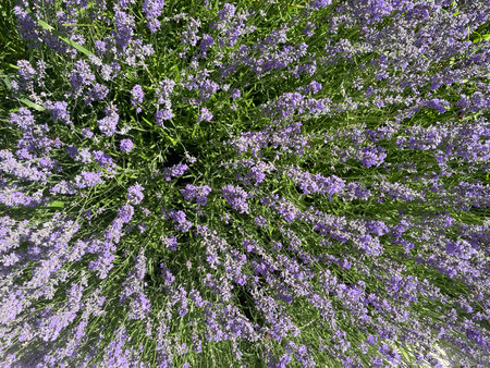 Beautiful blooming lavender flowers growing in a sunny summer field.の写真素材