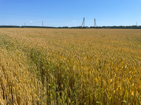 A field of young green wheat sprouts growing evenly under natural sunlight in springtime.の写真素材