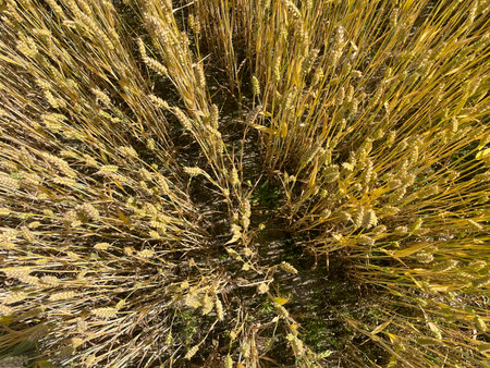A field of young green wheat sprouts growing evenly under natural sunlight in springtime.の写真素材