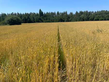 A field of young green wheat sprouts growing evenly under natural sunlight in springtime.の写真素材