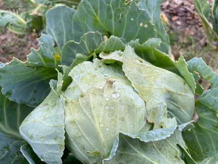 Fresh cabbage heads growing in a home garden.の写真素材