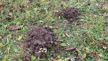 A mole has loosened the soil in a garden, creating small mounds and tunnels.の写真素材