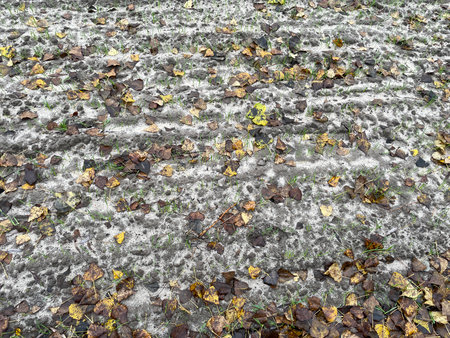 A plowed agricultural field with newly planted green cover crops used for soil enrichment and sustainable farmingの写真素材