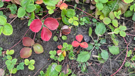 Close-up texture of fresh green grass on a natural lawnの写真素材