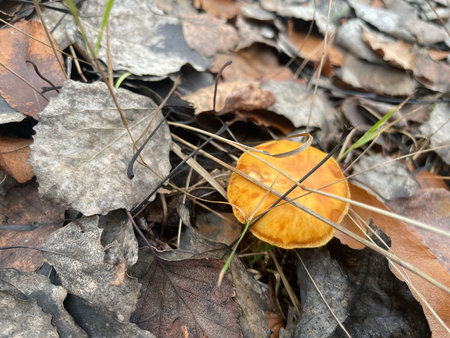 Autumn mushrooms growing on the forest floor in an old woodland