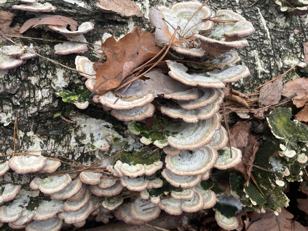 Autumn mushrooms growing on the forest floor in an old woodlandの写真素材
