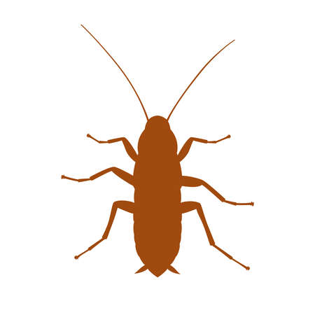 Cockroach graphic sign. Cockroach silhouette close up isolated on white background. Vector illustrationのイラスト素材