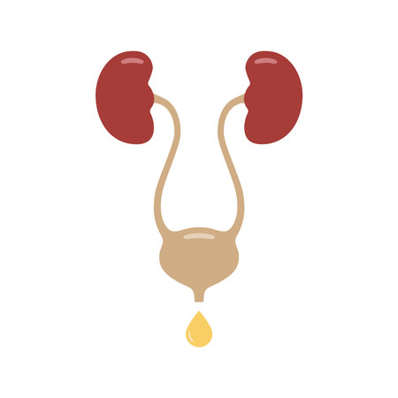 Urinary system graphic icon. Human organs: kidneys, ureters and bladder sign. Urological symbol isolated on white background. vector illustrationのイラスト素材