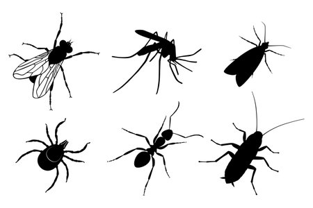 Insects graphic icons set. Insects signs close up isolated on white background. Vector illustrationのイラスト素材