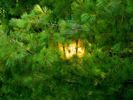 shy lamp postの写真素材