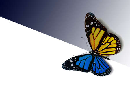 Butterflyの写真素材