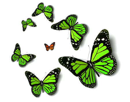 Butterflyの写真素材