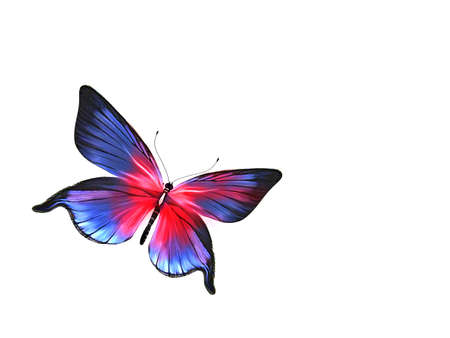 Butterflyの写真素材