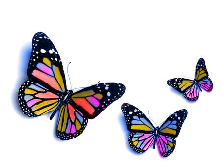 Butterflyの写真素材