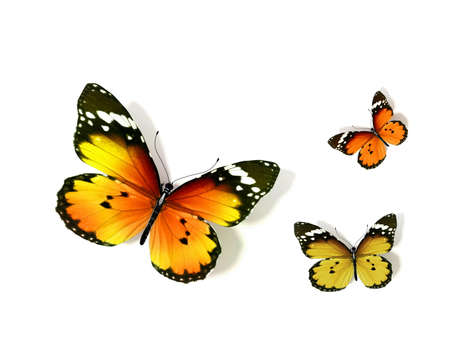 Butterflyの写真素材