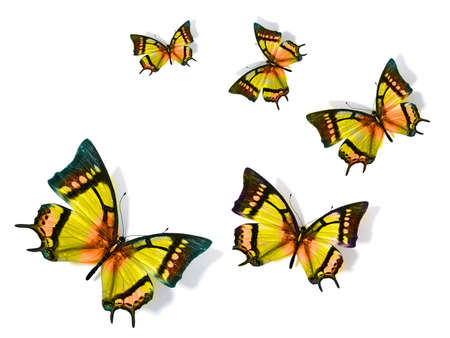Butterflyの写真素材