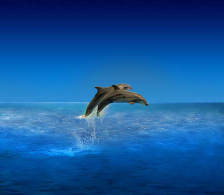 Dolphins
の写真素材