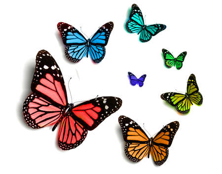 Butterflyの写真素材