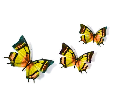 Butterflyの写真素材