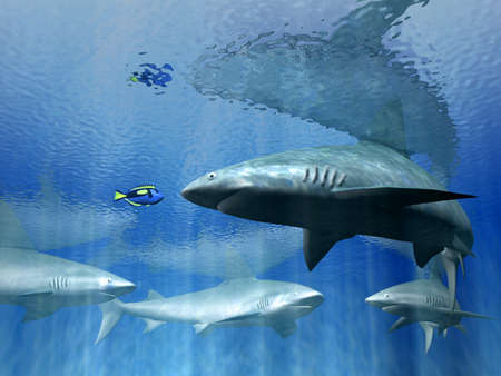 sharks の写真素材
