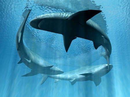 sharks の写真素材