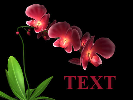 Red orchid on a black backgroundの写真素材