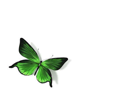 Butterflyの写真素材