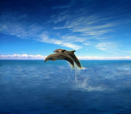 Dolphins
の写真素材