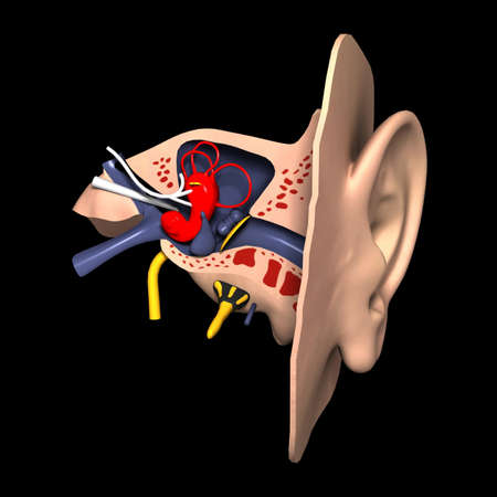 Earの写真素材