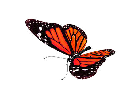 Butterflyの写真素材