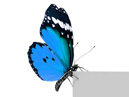 Isolated Butterflyの写真素材