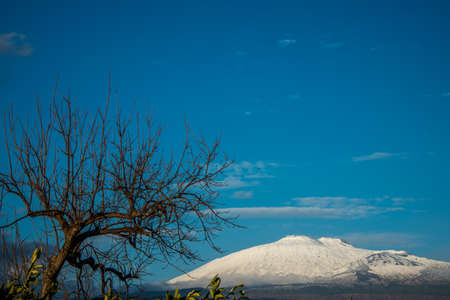 Etna  Bare Treeの写真素材
