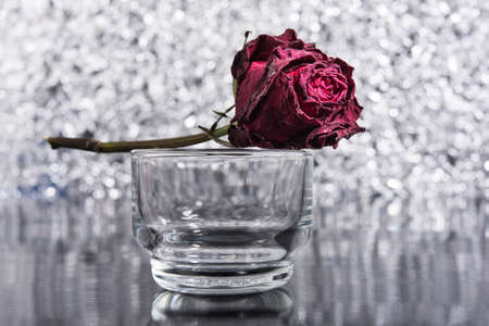 Dead Roseの写真素材